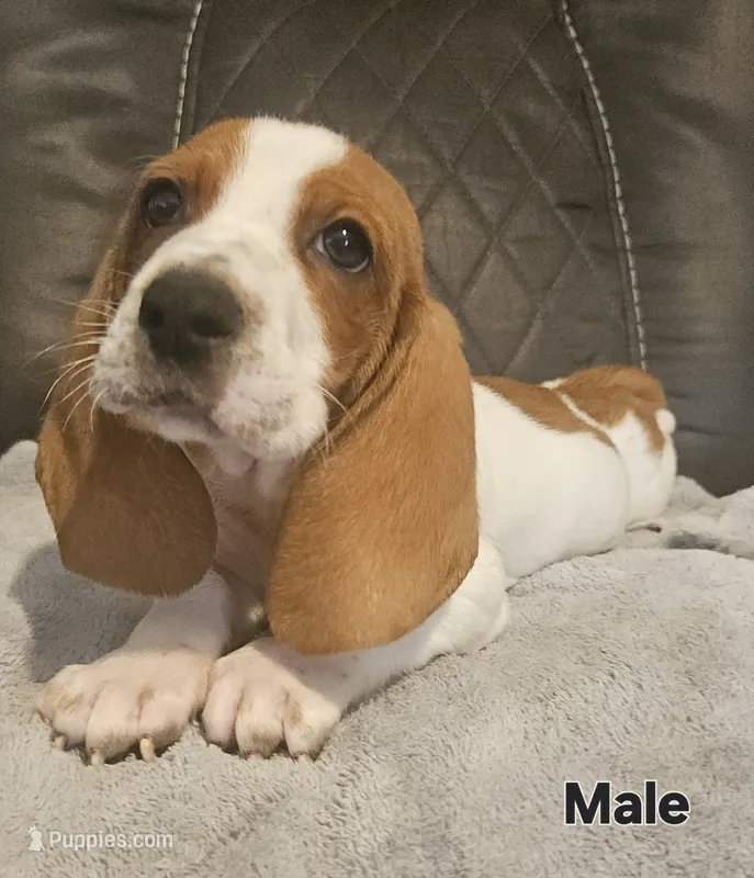 Copper – Basset Hound puppy for sale in Mullin, TX