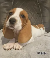 Copper, a male Basset Hound for sale in Mullin, TX – 1 of 3
