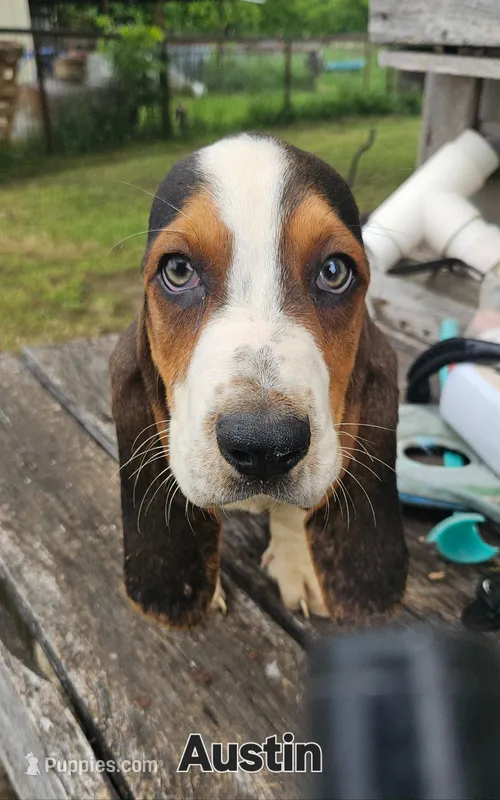 Austin – Basset Hound puppy for sale in Mullin, TX