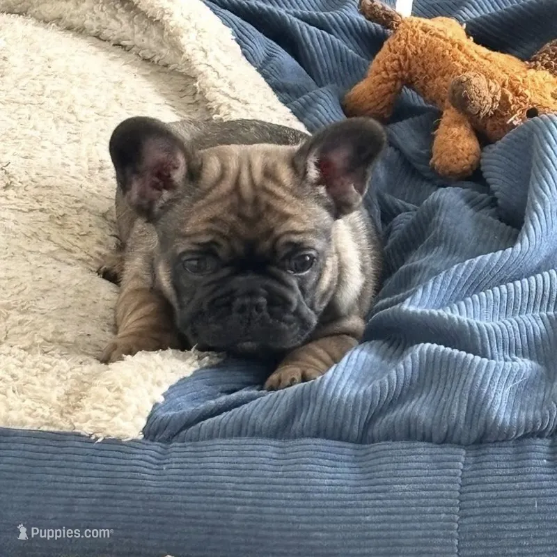 Puppy 3 – French Bulldog puppy for sale in Boiling Springs, SC