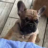 puppy 4, a male French Bulldog for sale in Boiling Springs, SC – 2 of 3