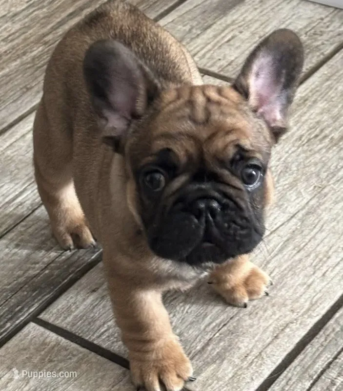 puppy 4 – French Bulldog puppy for sale in Boiling Springs, SC
