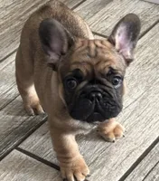 puppy 4, a male French Bulldog for sale in Boiling Springs, SC – 1 of 3