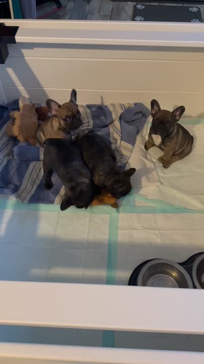 puppy 4, a male French Bulldog for sale in Boiling Springs, SC – 3 of 3