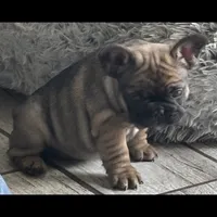 Puppy 3, a male French Bulldog for sale in Boiling Springs, SC – 2 of 3