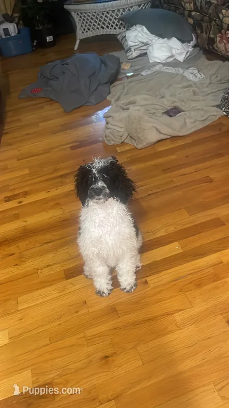 Annie – Poodle - Multi-Colored Standard puppy for sale in Meriden, CT