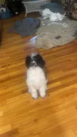 Annie, a female Poodle - Multi-Colored Standard for sale in Meriden, CT – 1 of 4