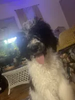 Annie, a female Poodle - Multi-Colored Standard for sale in Meriden, CT – 3 of 4