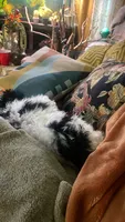 Annie, a female Poodle - Multi-Colored Standard for sale in Meriden, CT – 2 of 4