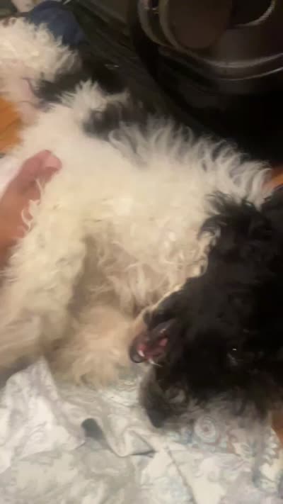 Annie, a female Poodle - Multi-Colored Standard for sale in Meriden, CT – 4 of 4