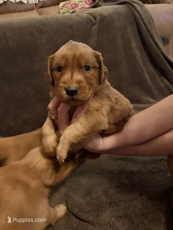 Betty – Golden Retriever puppy for sale in Gilbert, SC
