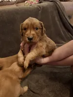 Betty, a female Golden Retriever for sale in Gilbert, SC – 1 of 2