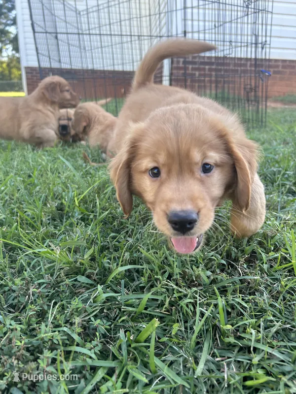 Bonnie – Golden Retriever puppy for sale in Gilbert, SC