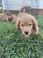 Bonnie, a female Golden Retriever for sale in Gilbert, SC – 1 of 3