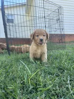Babe, a female Golden Retriever for sale in Gilbert, SC – 2 of 2