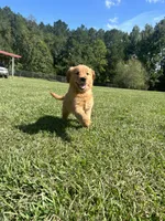 Daisy, a female Golden Retriever for sale in Gilbert, SC – 1 of 6