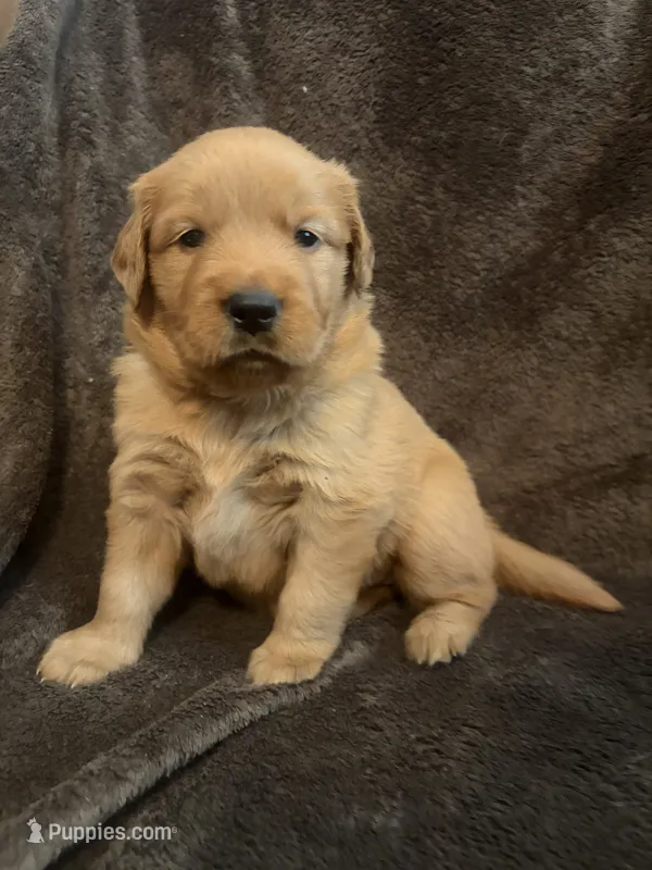 Daisy – Golden Retriever puppy for sale in Gilbert, SC