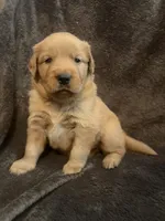 Daisy, a female Golden Retriever for sale in Gilbert, SC – 1 of 3