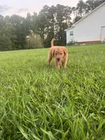 Daisy, a female Golden Retriever for sale in Gilbert, SC – 2 of 6