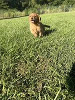 Bonnie, a female Golden Retriever for sale in Gilbert, SC – 2 of 3