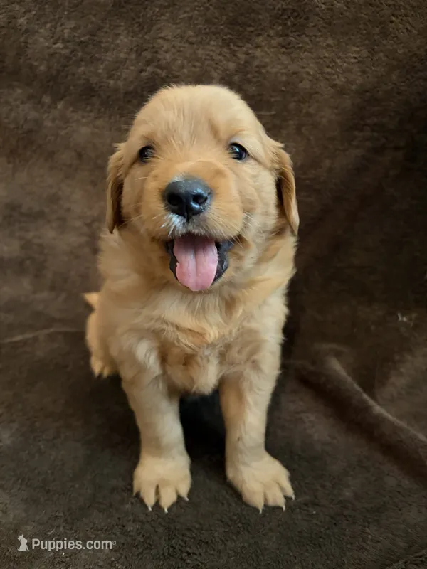 Della – Golden Retriever puppy for sale in Gilbert, SC
