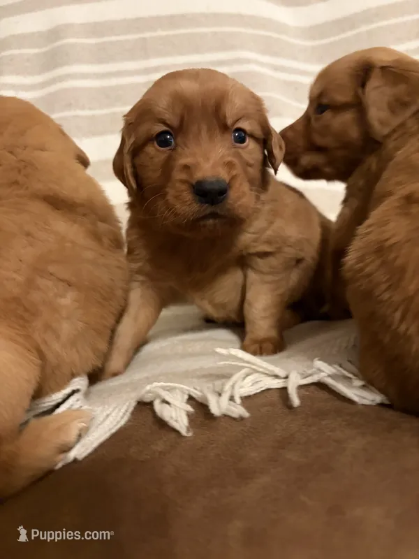 Beau – Golden Retriever puppy for sale in Gilbert, SC