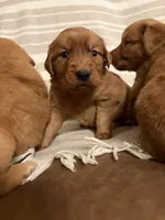 Beau, a male Golden Retriever for sale in Gilbert, SC – 1 of 2