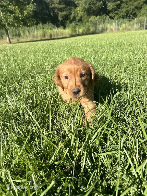 Betty – Golden Retriever puppy for sale in Gilbert, SC