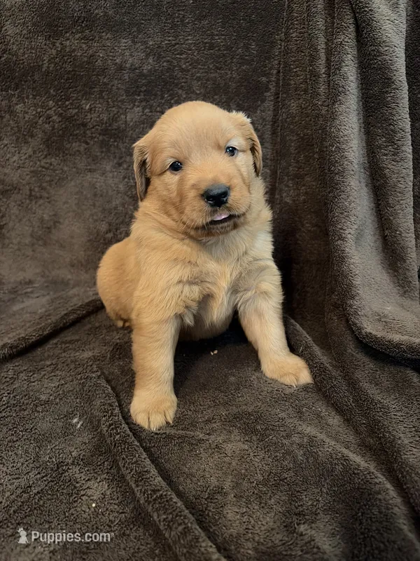 Dixie – Golden Retriever puppy for sale in Gilbert, SC