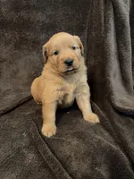 Dixie, a female Golden Retriever for sale in Gilbert, SC – 1 of 3
