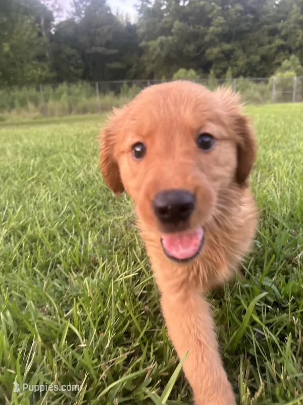 Daisy – Golden Retriever puppy for sale in Gilbert, SC