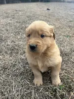 Buddy, a male Golden Retriever for sale in Gilbert, SC – Photo 2 of 3