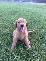 Daisy, a female Golden Retriever for sale in Gilbert, SC – 4 of 6