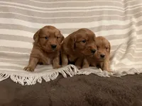 Betty, a female Golden Retriever for sale in Gilbert, SC – 2 of 2