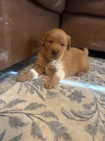 Daisy, a female Golden Retriever for sale in Gilbert, SC – 3 of 3