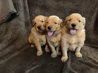 Dixie, a female Golden Retriever for sale in Gilbert, SC – 3 of 3