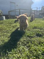 Bonnie, a female Golden Retriever for sale in Gilbert, SC – 3 of 3