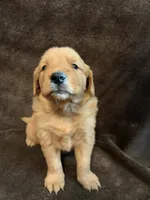 Della, a female Golden Retriever for sale in Gilbert, SC – 3 of 4