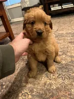 Beau, a male Golden Retriever for sale in Gilbert, SC – Photo 2 of 3