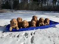 Beau, a male Golden Retriever for sale in Gilbert, SC – Photo 3 of 3