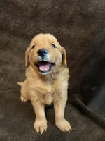 Della, a female Golden Retriever for sale in Gilbert, SC – 2 of 4