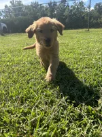 Daisy, a female Golden Retriever for sale in Gilbert, SC – 5 of 6