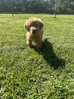 Daisy, a female Golden Retriever for sale in Gilbert, SC – 6 of 6