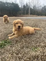 Barney, a male Golden Retriever for sale in Gilbert, SC – Photo 1 of 2