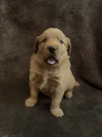 Dixie, a female Golden Retriever for sale in Gilbert, SC – 2 of 3