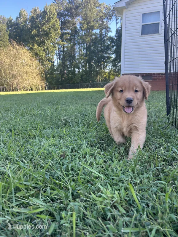 Babe – Golden Retriever puppy for sale in Gilbert, SC