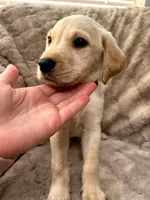 Green collar (Forest), a female Labrador Retriever for sale in Hercules, CA – Photo 2 of 6