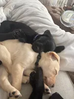 Green collar (Forest), a female Labrador Retriever for sale in Hercules, CA – Photo 6 of 6