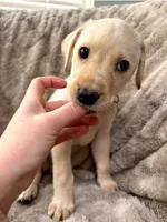 Green collar (Forest), a female Labrador Retriever for sale in Hercules, CA – Photo 1 of 6