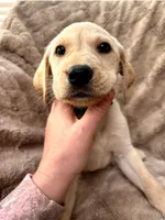 Green collar (Forest), a female Labrador Retriever for sale in Hercules, CA – Photo 3 of 6
